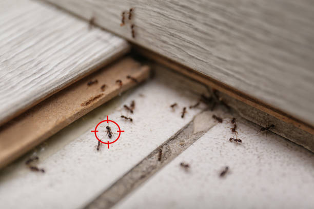Best Affordable Pest Control Services  in Presquille, LA
