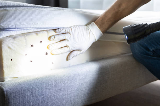 Best Termite Control Services  in Presquille, LA